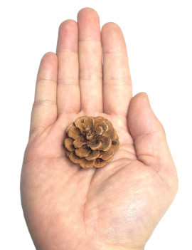 Natural Pine Cone (Pack of 10) $2.25