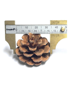 Natural Pine Cone (Pack of 10) $2.25