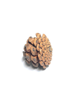Natural Pine Cone (Pack of 10) $2.25