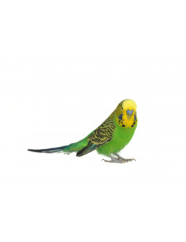 TOP's Totally Organic Mini Pellets for Parrots (1lb) $14.68