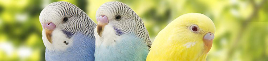 Small Bird Cages for Sale | Petsfella.com