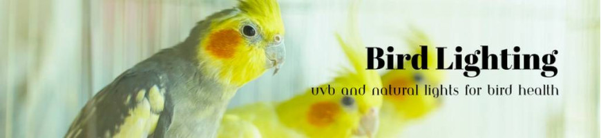 Bird Lighting – UVB and Natural Lights for Bird Health | Petsfella