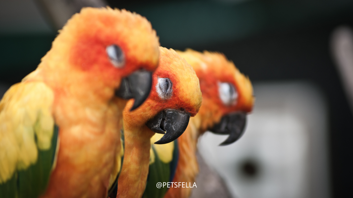 Why Is My Parrot Puffed Up or Sleepy? Causes and When to Call a Vet