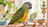 Senegal parrot perched on a natural wood perch in a bright home setting with detailed wing feathers visible