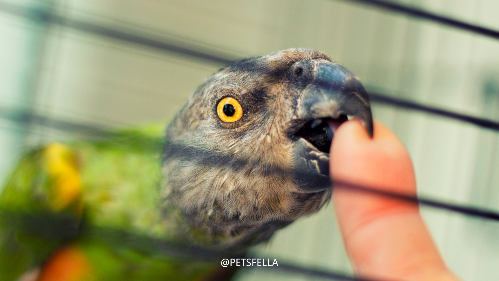 a senegal parrot is biting his owner's finger from the cage