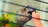 a senegal parrot is biting his owner's finger from the cage