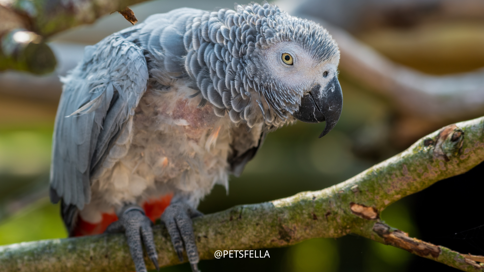 a African grey parrot with all the feathers damaged on the chest