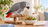 African grey parrot beside a bowl of vegetables and a separate cuttlebone in a bright home
