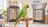 Male Indian ringneck parakeet on a wood stand with Play Top and Open Top cage styles in the background