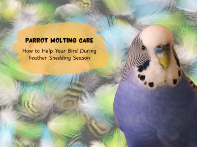 Parrot Molting Care: How to Help Your Bird During Feather Shedding Season