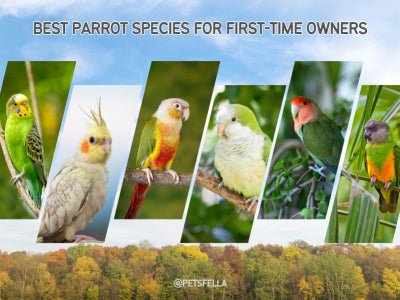 Best Parrot Species for First-Time Owners: Pros and Cons