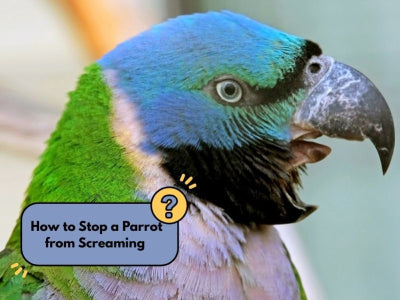 How to Stop a Parrot from Screaming  (Vet-Approved Guide for Bird Owners)