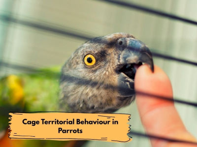 Cage Territorial Behaviour in Parrots: Causes, Warning Signs, and How to Fix
