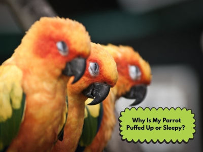 Why Is My Parrot Puffed Up or Sleepy? Causes and When to Call a Vet