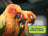 Why Is My Parrot Puffed Up or Sleepy? Causes and When to Call a Vet
