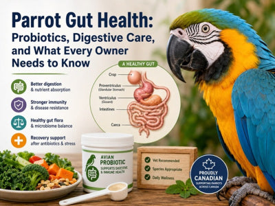 Parrot Gut Health: Probiotics & Digestive Care Guide