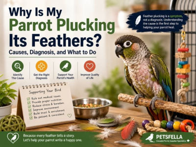Why Is My Parrot Plucking Its Feathers? Causes, Diagnosis, and What to Do