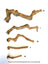 Natural Java Wood Single Perch for Parrots S $22.59