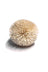 Natural Sola Flower 6cm $0.78