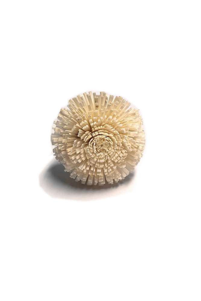 Natural Sola Flower 6cm $0.78