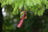 Palm Egg Head Bird Toy $14.11