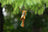 Natural Palm Carnival Bird Toy $12.42