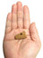 Natural Cork Pieces for DIY Bird Toys (Pack of 10) $2.25