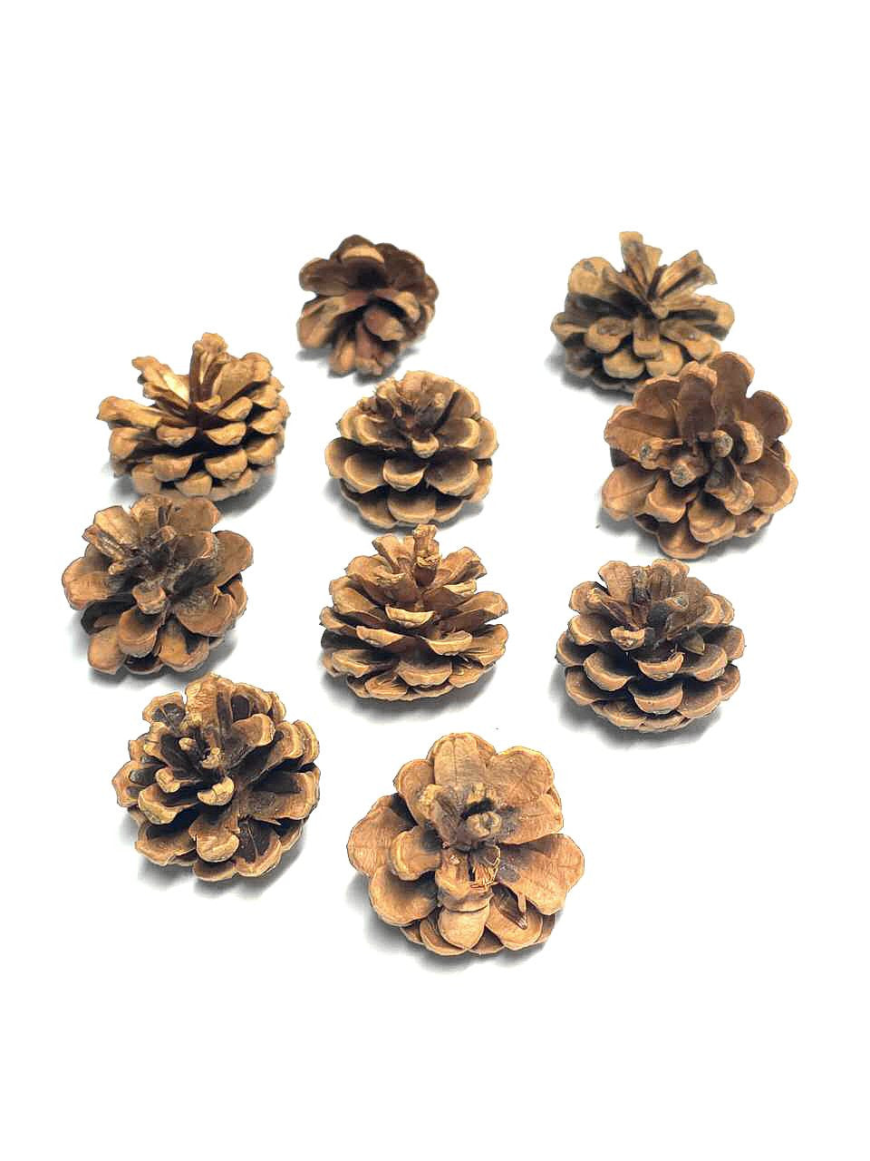 Natural Pine Cone (Pack of 10) $2.25