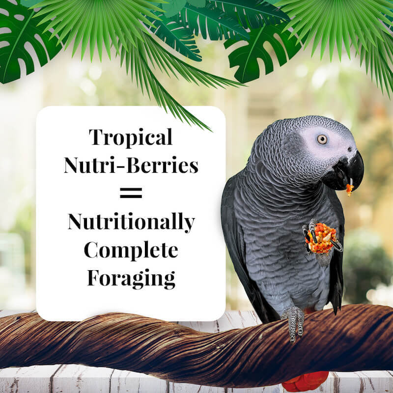 Lafeber's Tropical Fruit Nutri-Berries for Parrots (10oz) $18.07