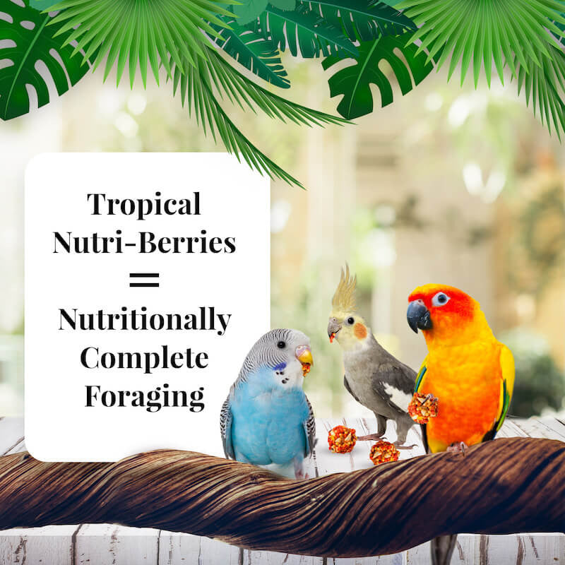 Lafeber's Sunny Orchard Nutri-Berries for Cockatiels 10oz $18.07