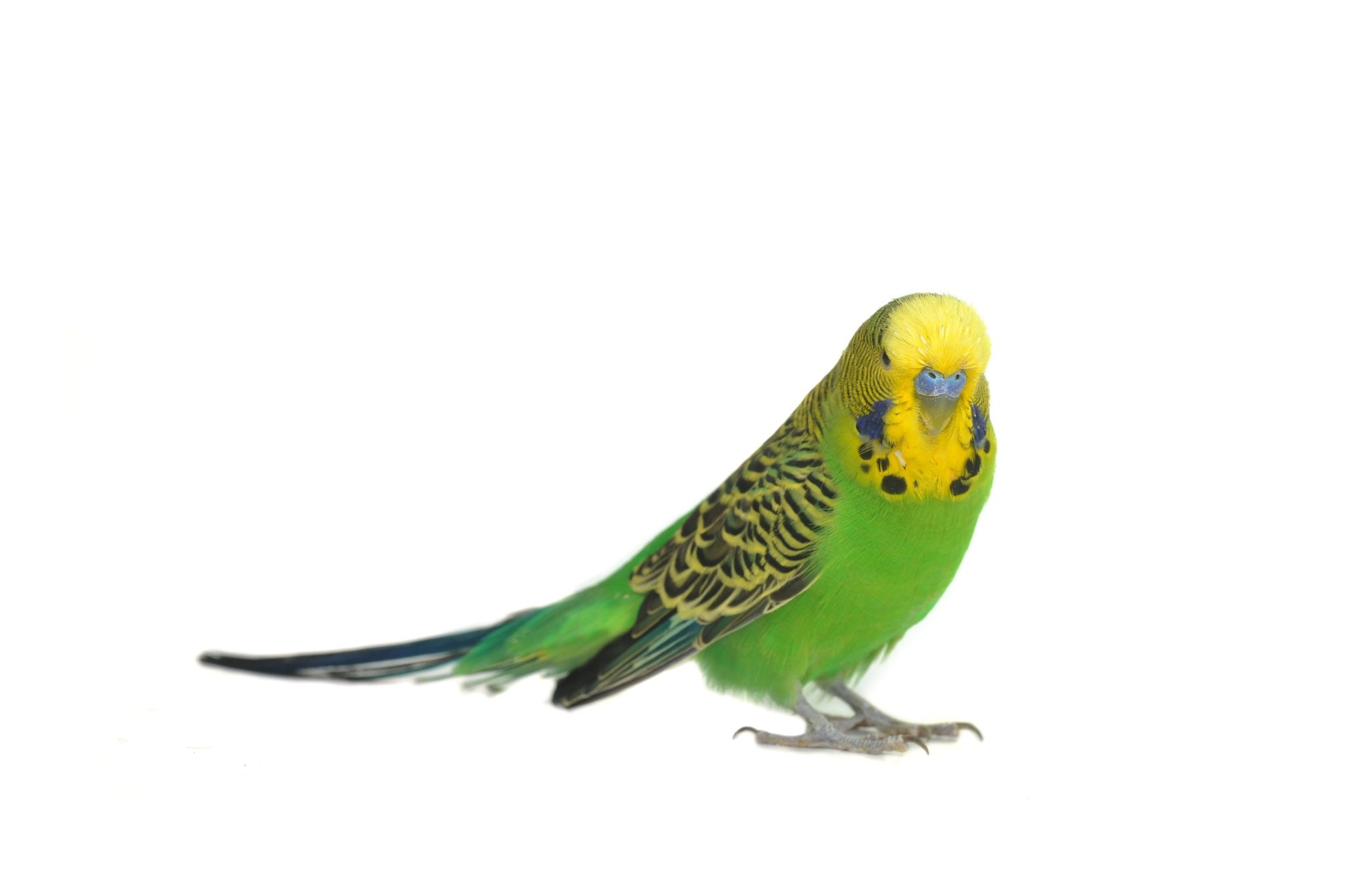 TOP's Totally Organic Mini Pellets for Parrots (1lb) $15.81