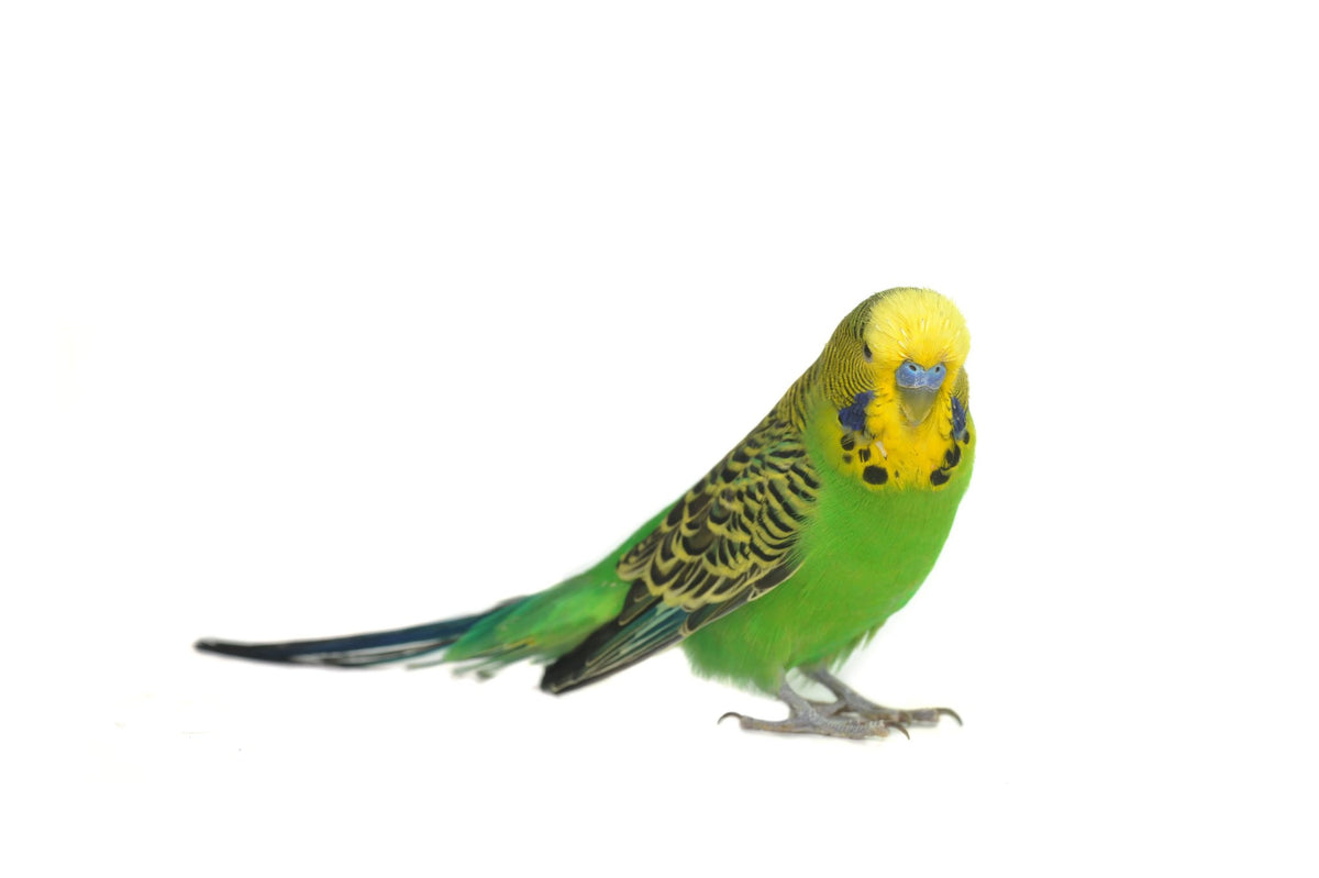 TOP's Totally Organic Mini Pellets for Parrots (1lb) $15.81