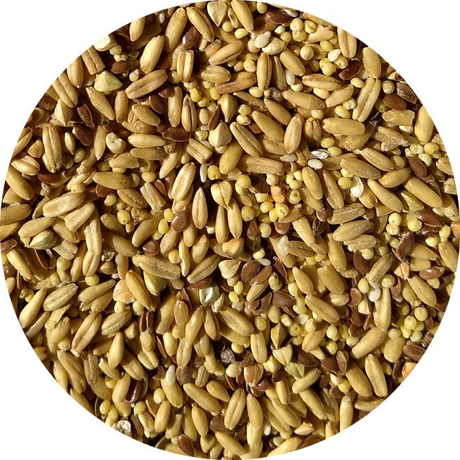TOP's Napoleon's Seed Mix for Small Parrots (1lb) $15.81