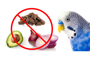 Toxic Foods Your Bird Should Never Eat