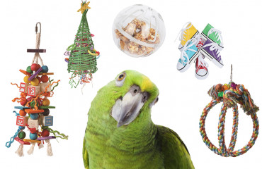 5 types toys you should have for your parrots