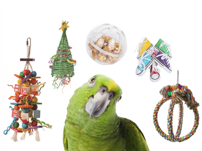5 types toys you should have for your parrots