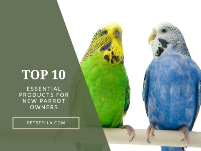 Top 10 Essential Products for New Parrot Owners