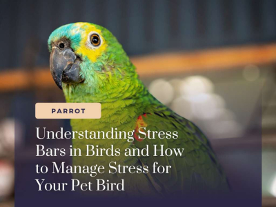 Understanding Stress Bars in Birds and How to Manage Stress for Your Pet Bird