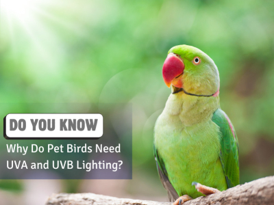 Why Do Pet Birds Need UVA and UVB Lighting?