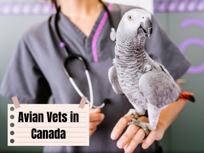 The Ultimate Guide to Avian Veterinarians in Canada