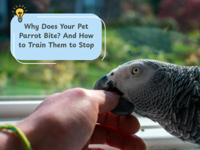 Why Does Your Pet Parrot Bite? (And How to Stop It!)