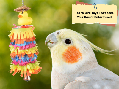 Top 10 Bird Toys That Keep Your Parrot Entertained