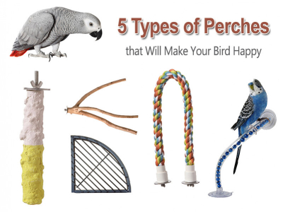 5 Types of Perches that Will Make Your Bird Happy