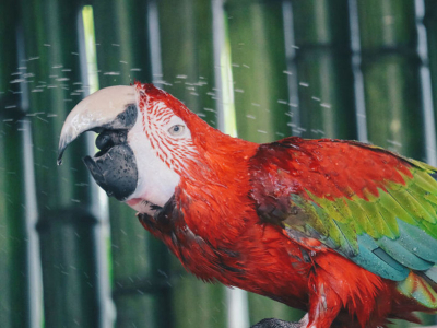 Tips for Keeping Your Parrot Safe and Healthy During Summer