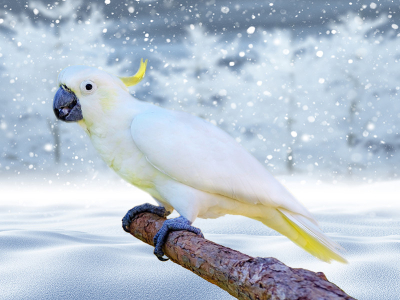  Winter Care Tips for Keeping Your Pet Parrot Happy and Healthy
