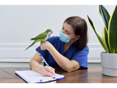 Guide to Common Health Issues in Parrots: Signs, Prevention, and Treatment
